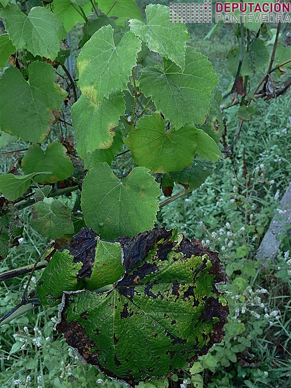 Mildiu - Mildew - Mildiu >> 17ago16_Manchas de aceite en hojas jovenes y mildiu en mosaico en viejas.jpg